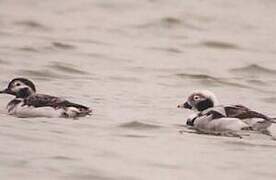 Long-tailed Duck