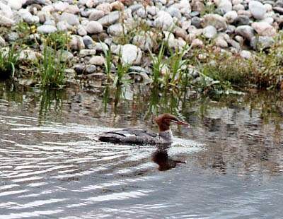 Common Merganser