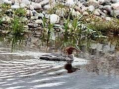 Common Merganser