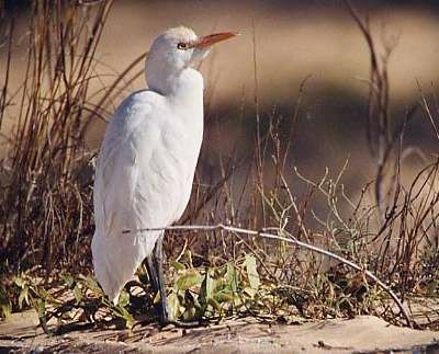 Western Cattle Egret