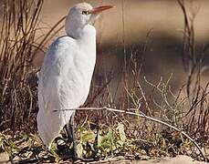 Western Cattle Egret