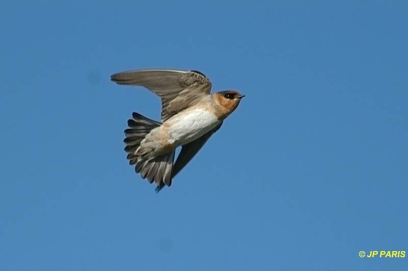 Hirondelle à front brun