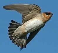 Cave Swallow