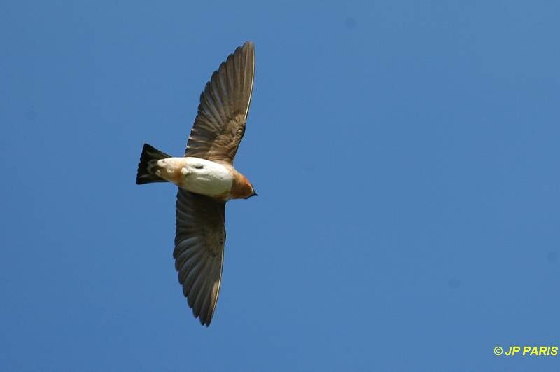 Cave Swallow