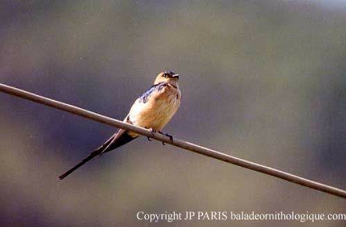 European Red-rumped Swallow