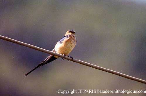 Hirondelle rousseline