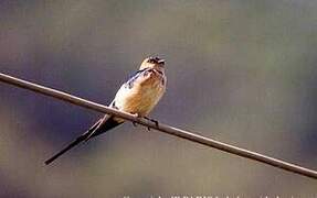 Red-rumped Swallow