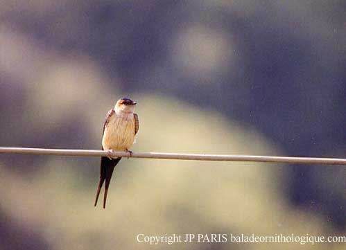 Red-rumped Swallow