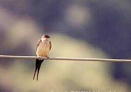 Red-rumped Swallow