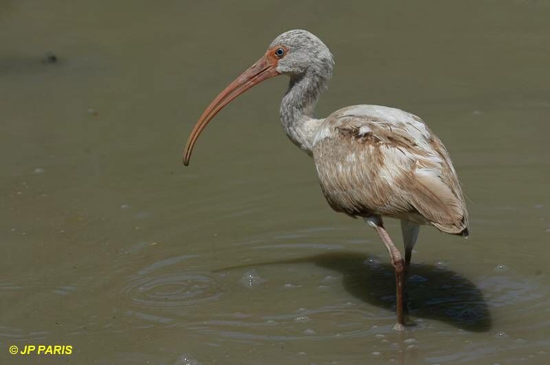 Ibis blanc