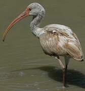 American White Ibis