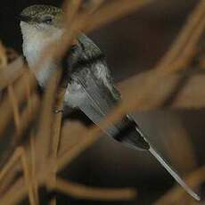 Colibri aux huppes d'or