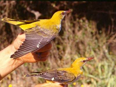 Eurasian Golden Oriole