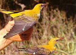 Eurasian Golden Oriole