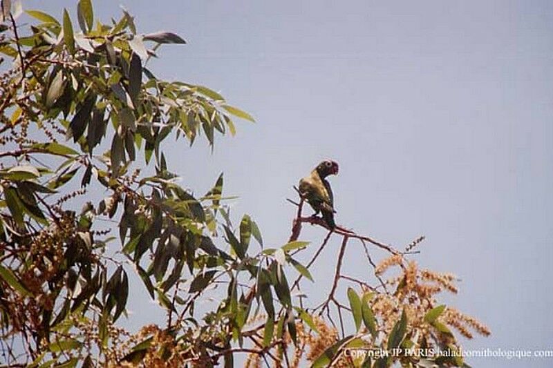 Varied Lorikeet