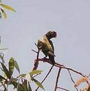 Varied Lorikeet