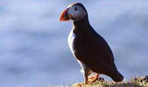 Atlantic Puffin