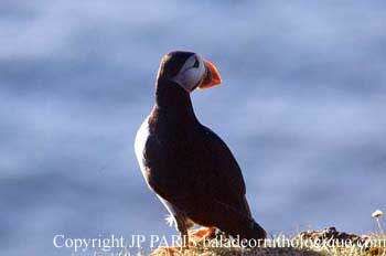 Atlantic Puffin