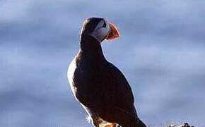 Atlantic Puffin