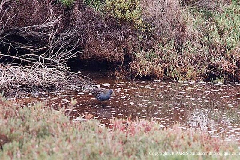 Australian Crake