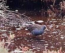 Australian Crake