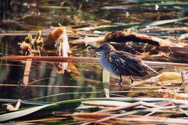 Baillon's Crake