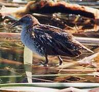 Baillon's Crake