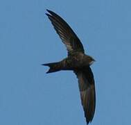 African Black Swift