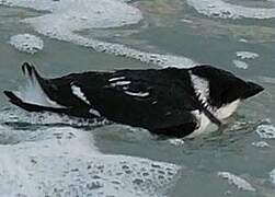 Little Auk