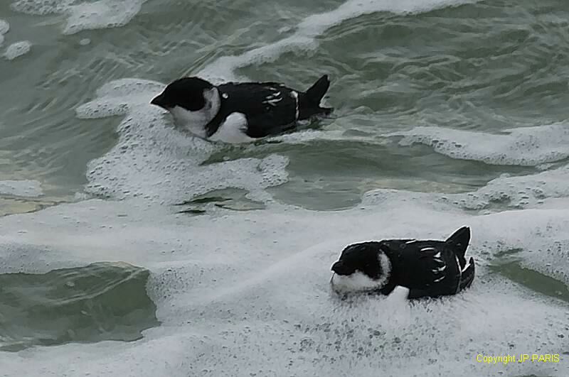 Little Auk