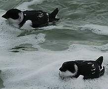 Little Auk