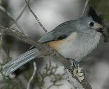 Black-crested Titmouse