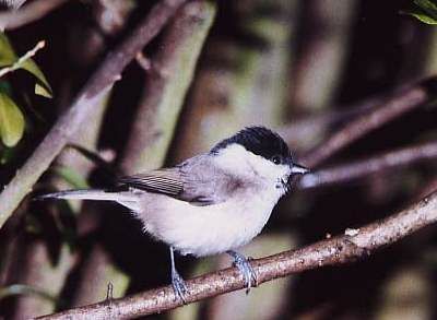 Willow Tit