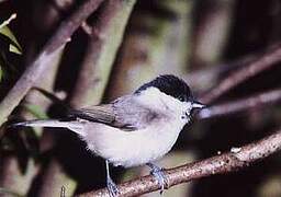 Willow Tit