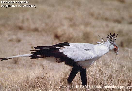 Secretarybird