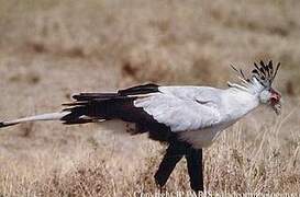 Secretarybird