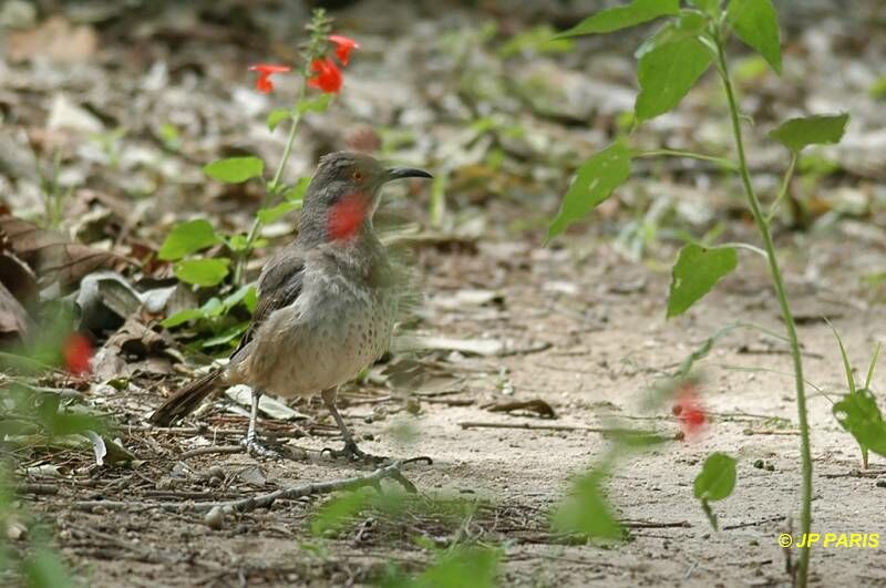 Curve-billed Thrasher