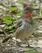 Curve-billed Thrasher