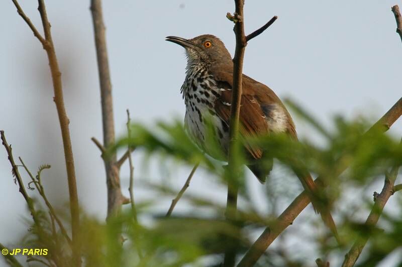 Long-billed Thrasher