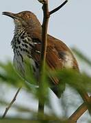 Long-billed Thrasher