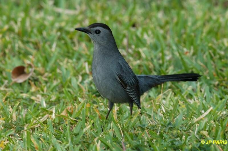 Grey Catbird