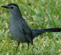 Grey Catbird