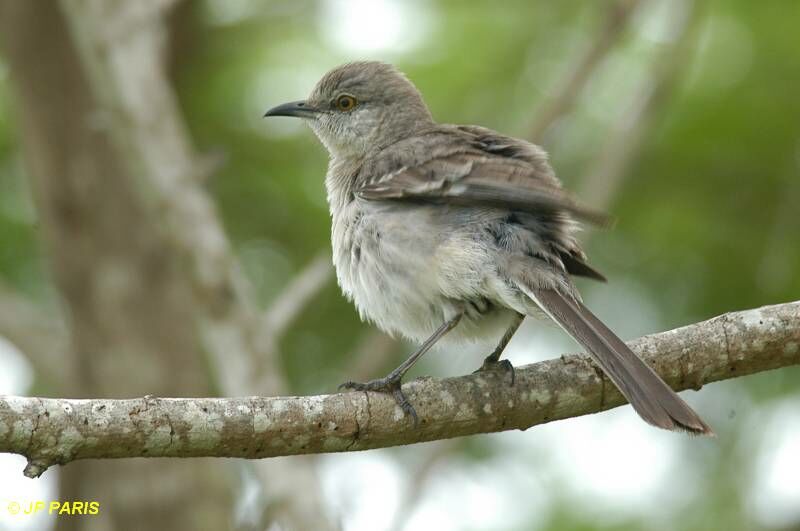 Northern Mockingbird