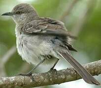 Northern Mockingbird