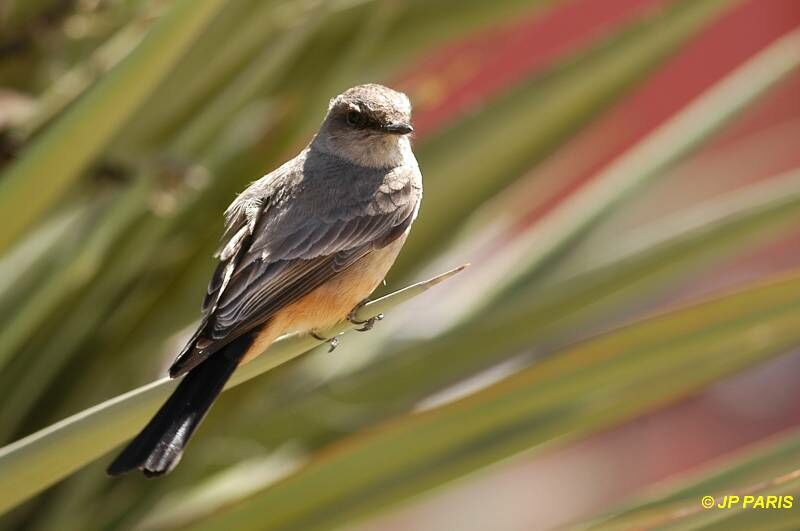 Say's Phoebe