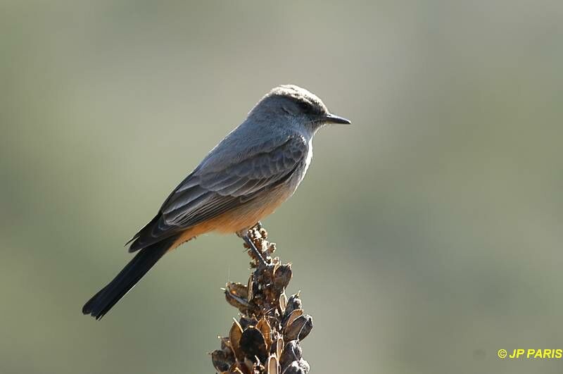 Say's Phoebe