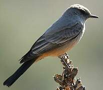 Say's Phoebe