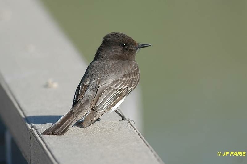 Black Phoebe