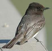 Black Phoebe