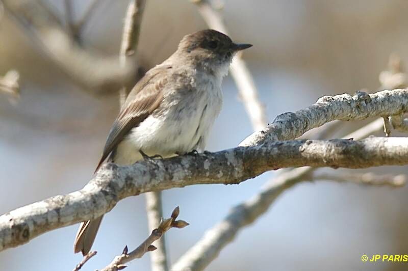 Eastern Phoebe